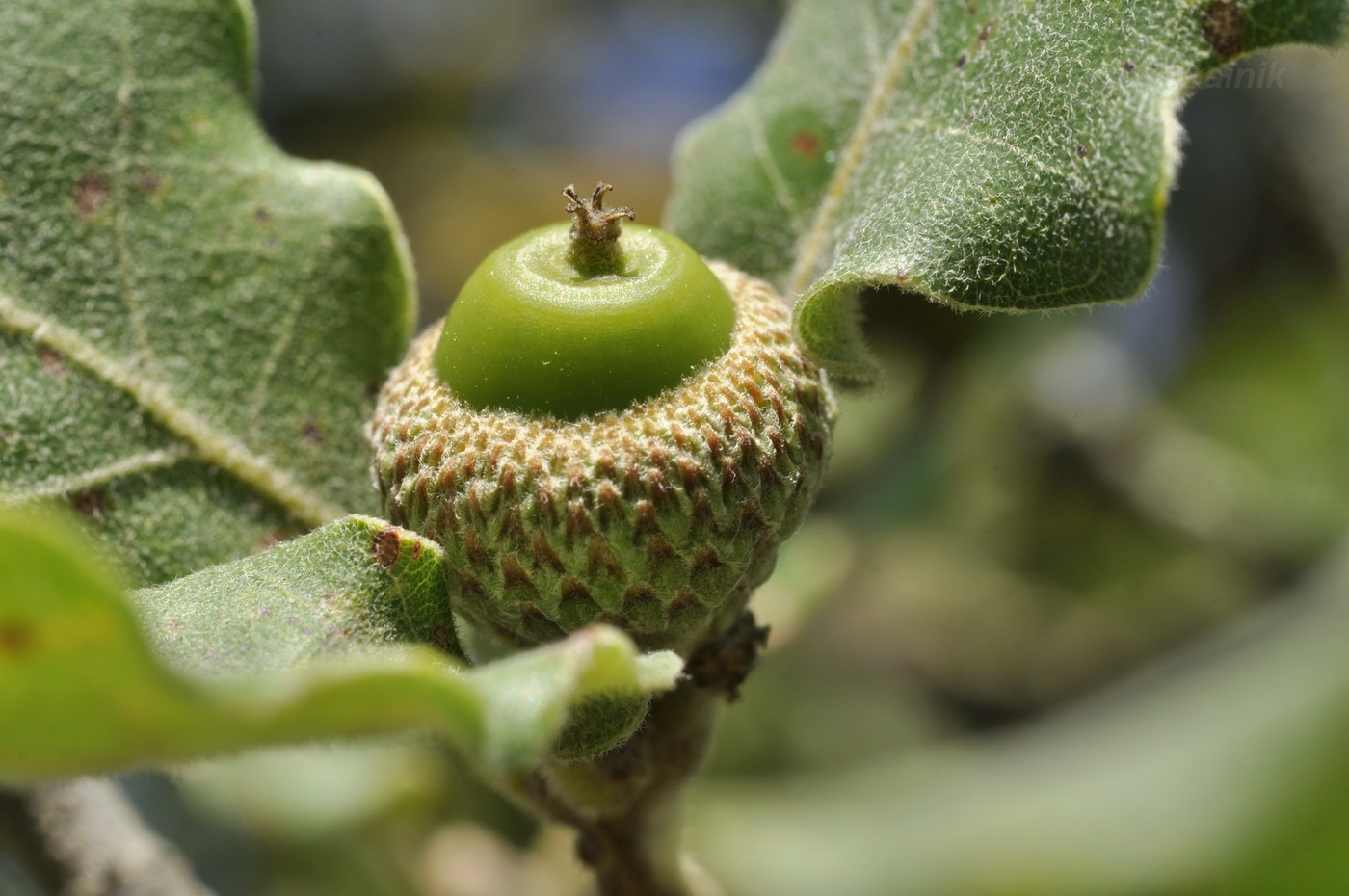 Изображение особи Quercus pubescens.