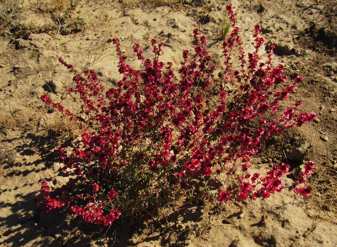 Image of Pyankovia brachiata specimen.