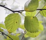 Image of taxon representative. Author is Игорь Павлов