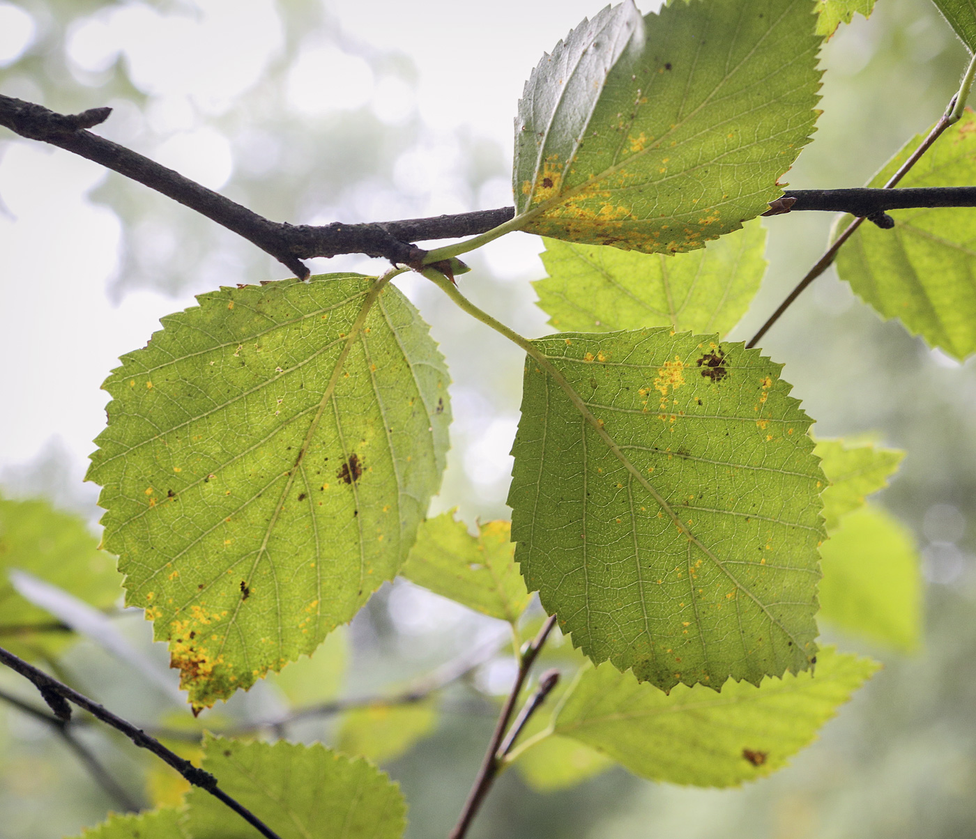 Image of genus Betula specimen.