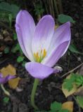 Colchicum speciosum