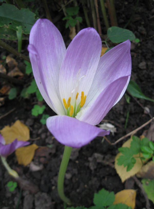 Image of Colchicum speciosum specimen.