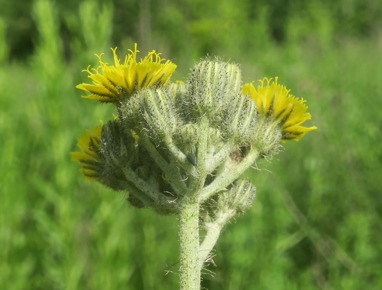 Image of Pilosella &times; bifurca specimen.