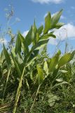 Polygonatum odoratum