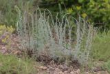 Artemisia austriaca