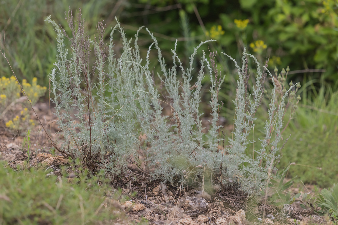 Изображение особи Artemisia austriaca.