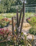 Pennisetum americanum