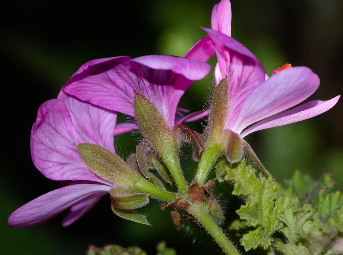 Изображение особи Pelargonium quercifolium.