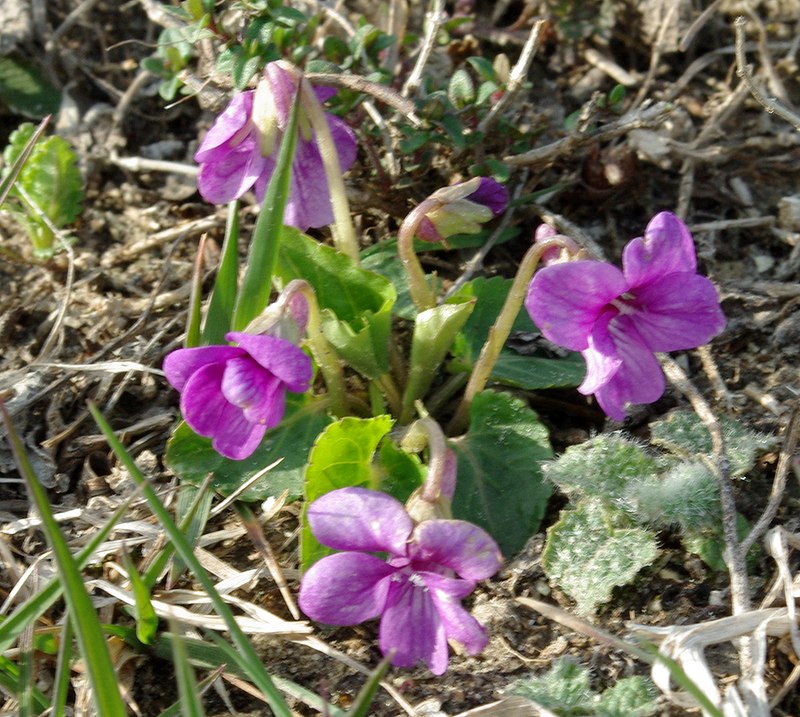 Изображение особи Viola somchetica.