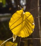 Amelanchier alnifolia