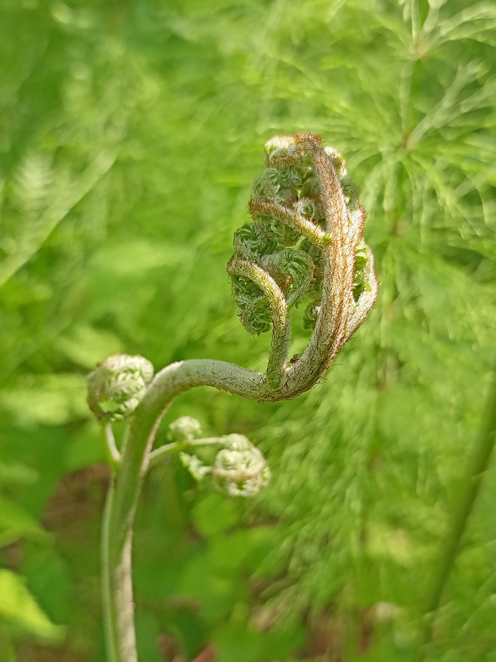 Image of Pteridium pinetorum specimen.