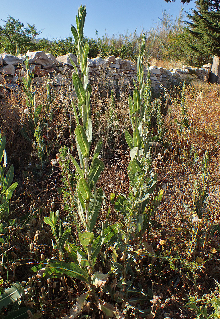 Изображение особи Lactuca virosa.