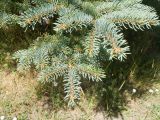 Picea pungens f. glauca