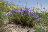 Veronica multifida. Цветущее растение. Краснодарский край, м/о г. Новороссийск, окр. пос. Верхнебаканский, гора Раевская, задернованное скальное обнажение. 18.05.2019.