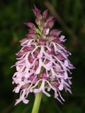 Orchis purpurea подвид caucasica. Соцветие. Дагестан, Табасаранский р-н, окр. с. Татиль, буковый лес. 4 мая 2022 г.