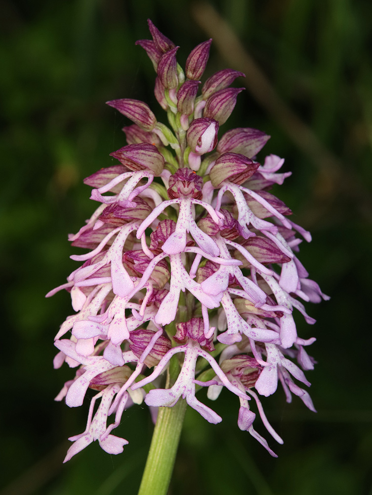 Image of Orchis purpurea ssp. caucasica specimen.