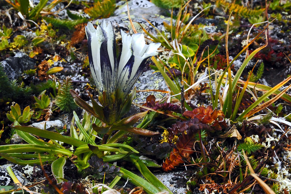 Image of Gentiana algida specimen.