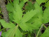 Geranium sylvaticum