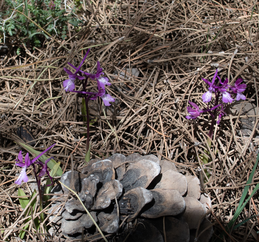 Image of Orchis anatolica specimen.