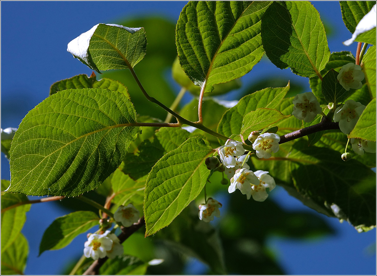 Image of Actinidia kolomikta specimen.