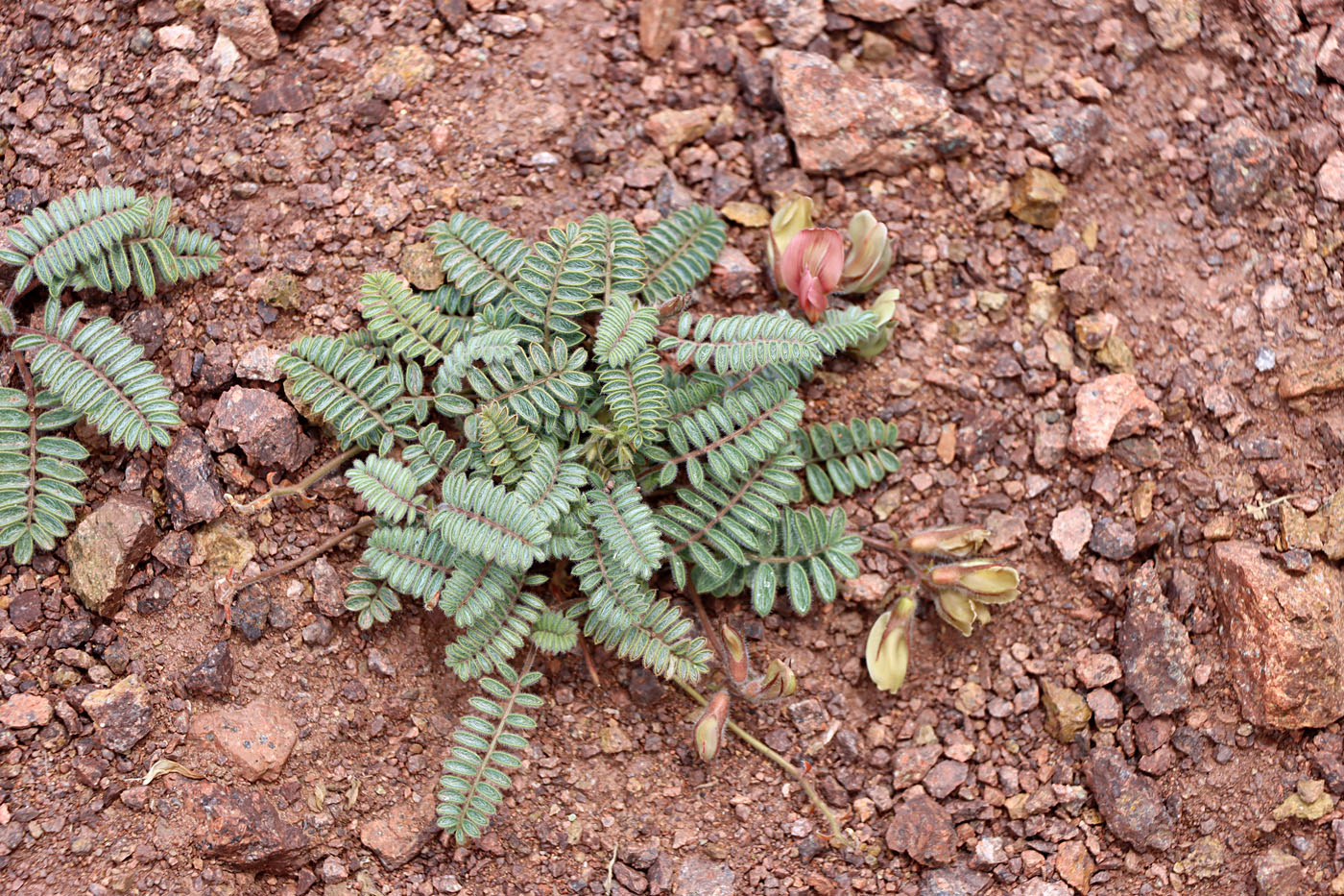 Image of Oxytropis fedtschenkoana specimen.