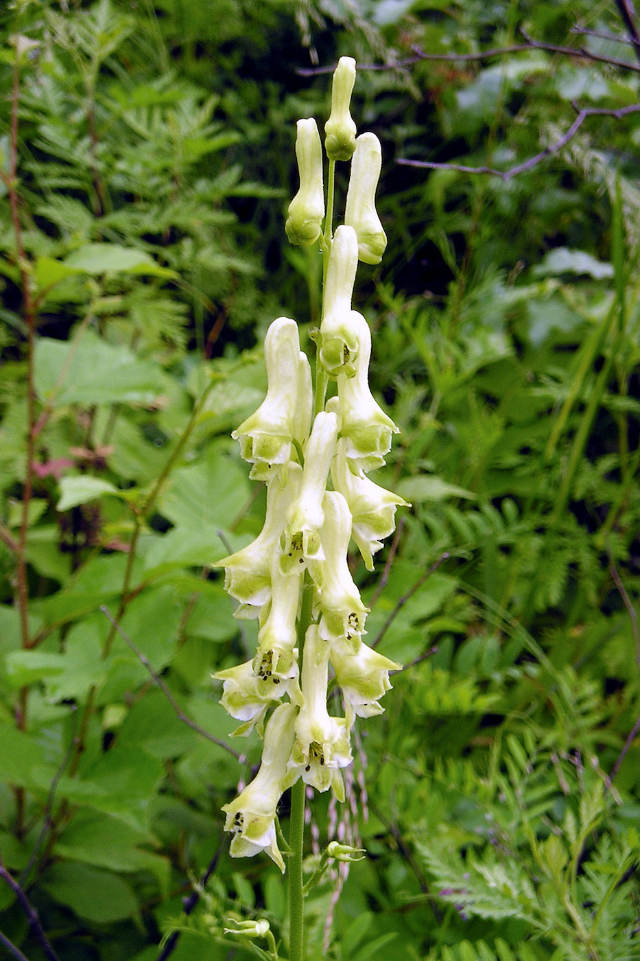 Изображение особи Aconitum kirinense.