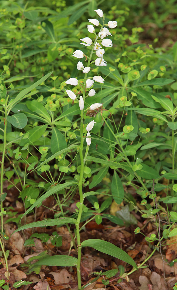 Изображение особи Cephalanthera longifolia.