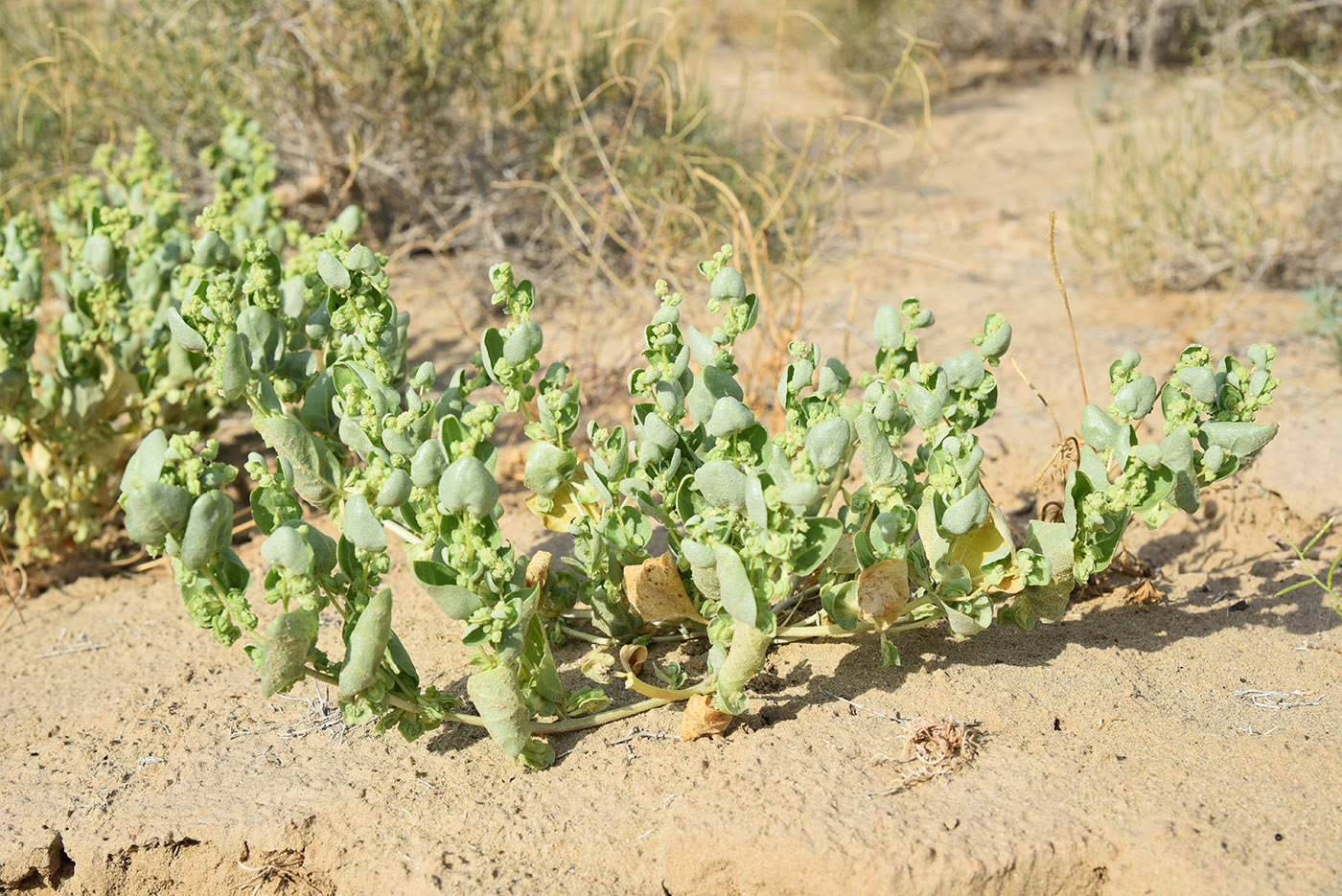 Изображение особи Atriplex dimorphostegia.