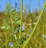 Daucus carota