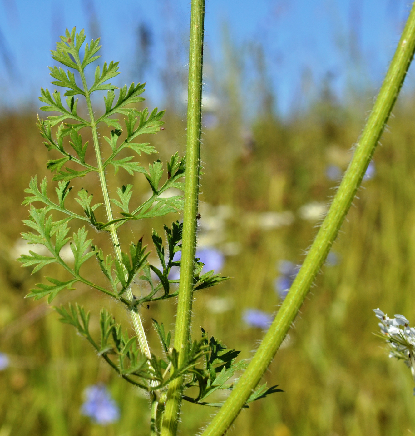 Изображение особи Daucus carota.