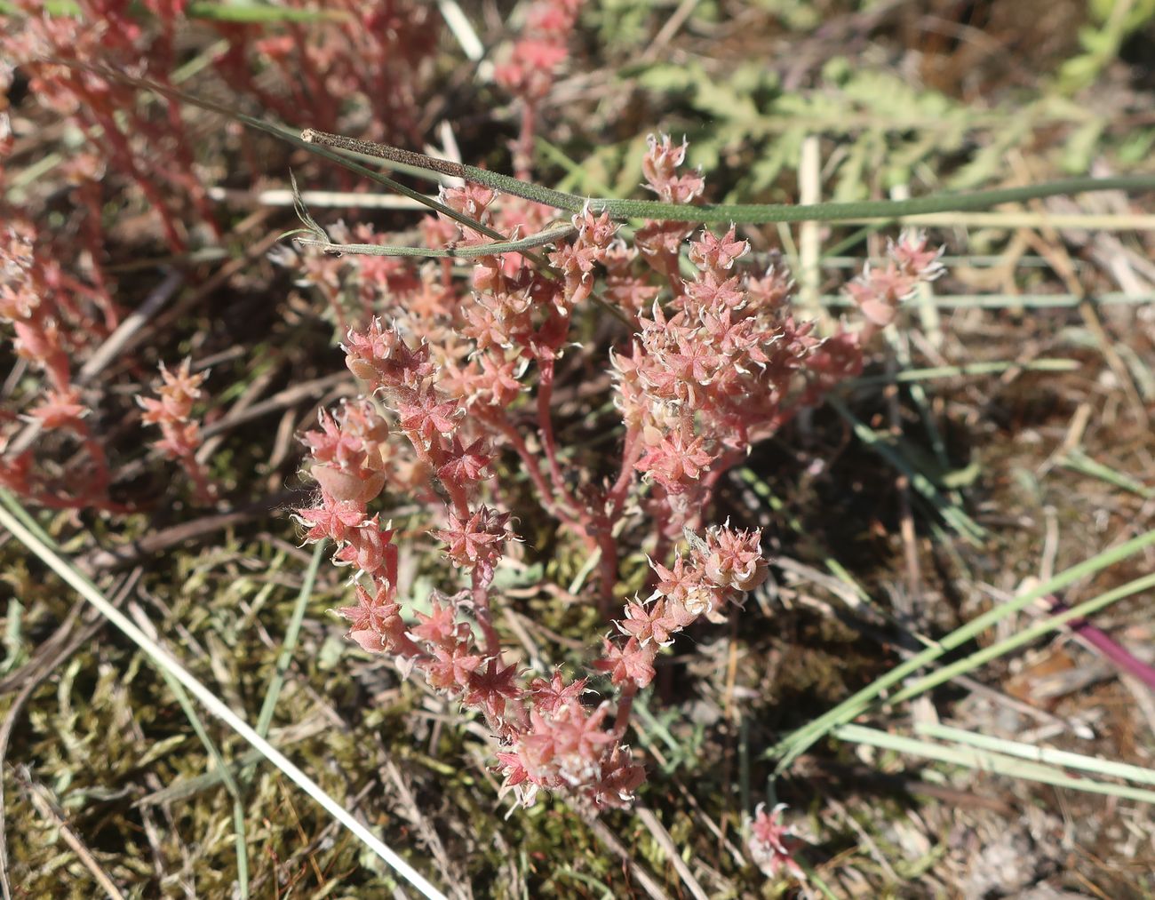 Изображение особи Sedum hispanicum.