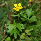 genus Ranunculus. Цветущее растение. Республика Абхазия, р. Кяласур. 23.08.2009.