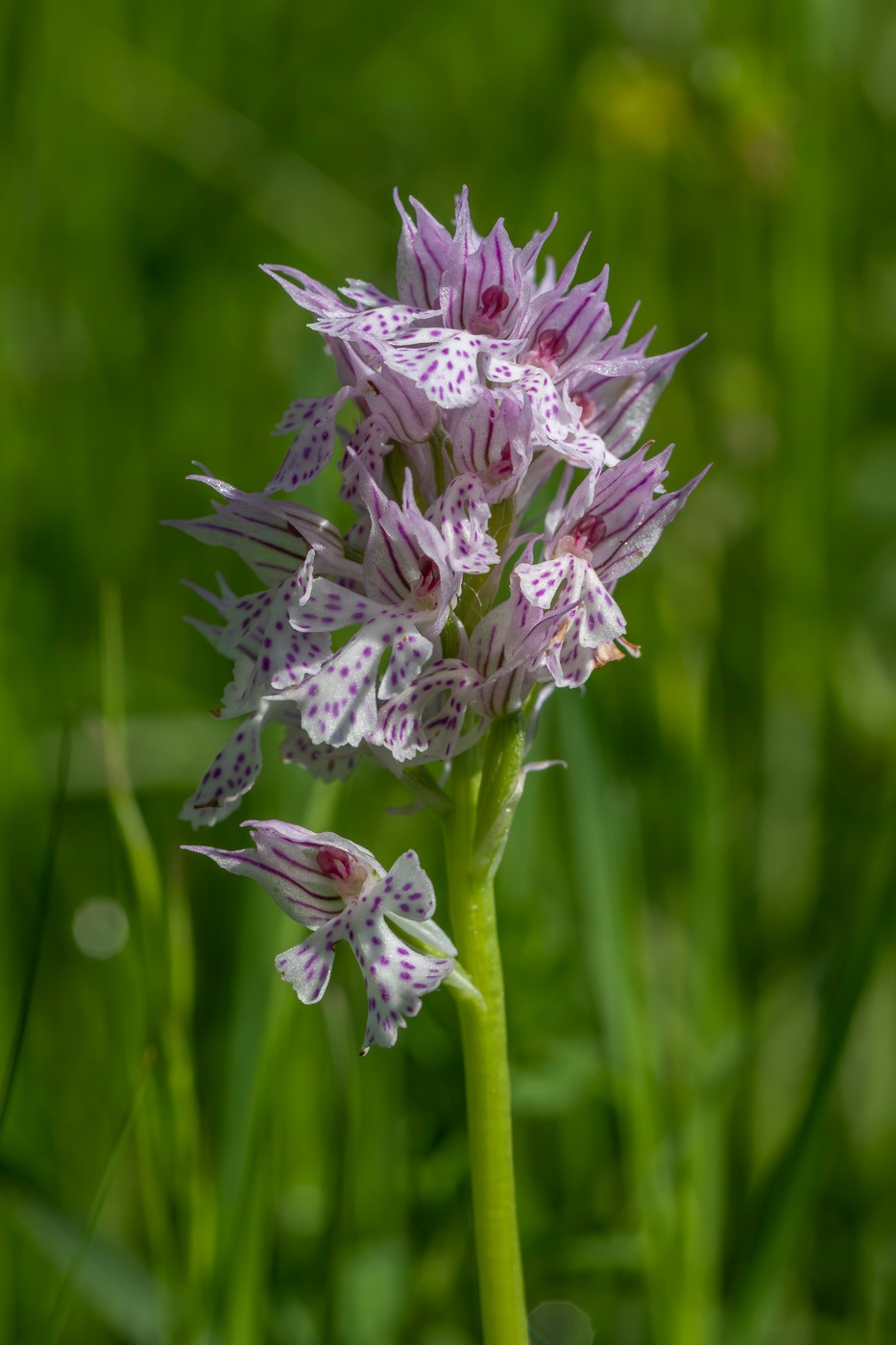 Изображение особи Neotinea tridentata.