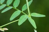 Vicia woroschilovii