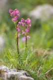 Pedicularis nordmanniana