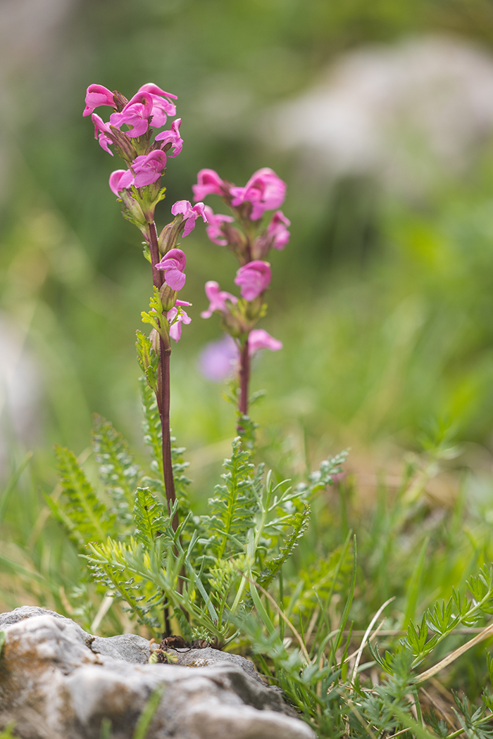 Image of Pedicularis nordmanniana specimen.