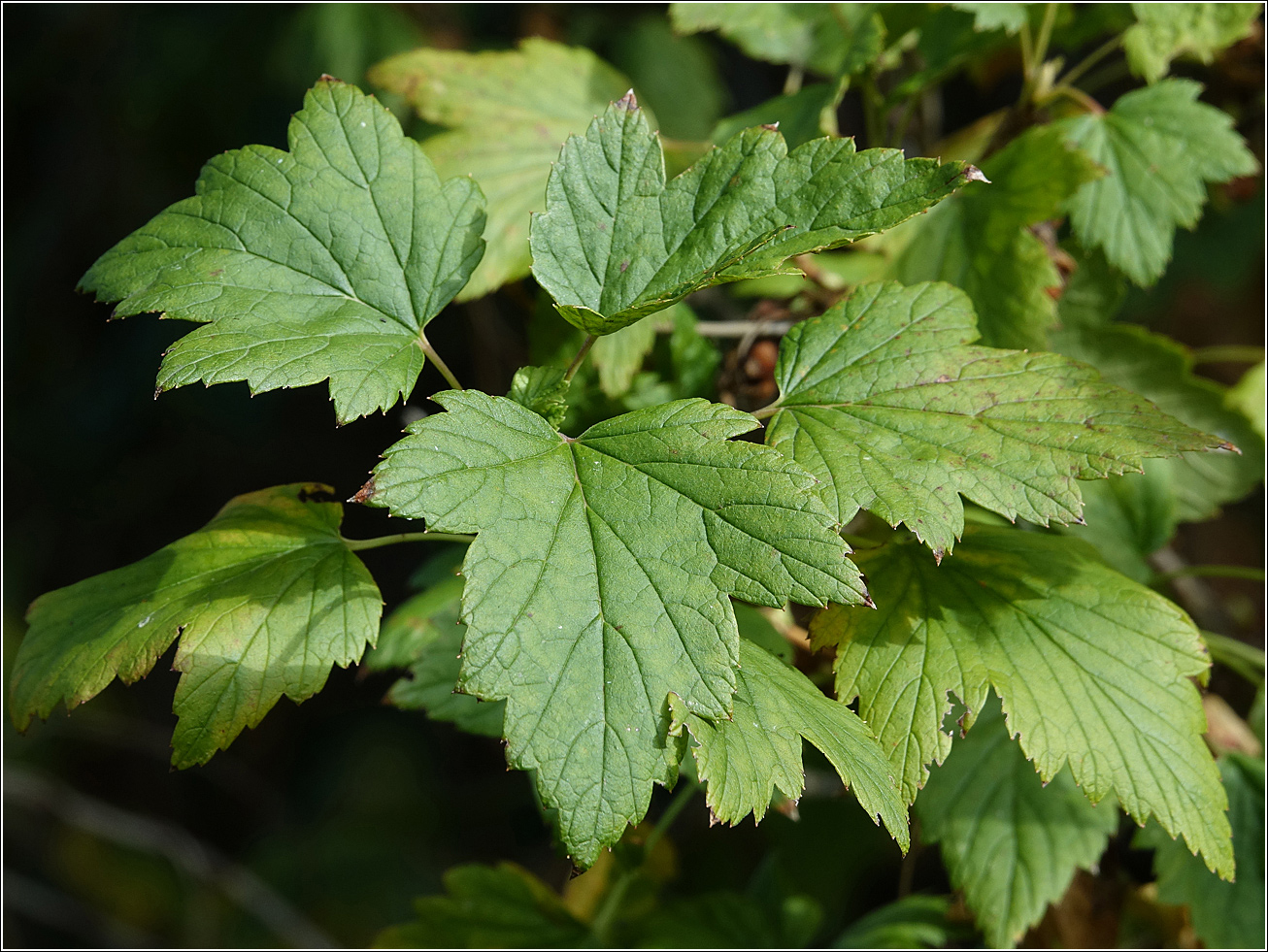 Image of Ribes rubrum specimen.