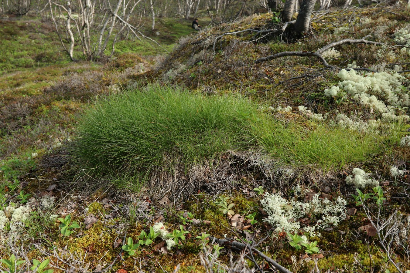 Image of Avenella flexuosa specimen.