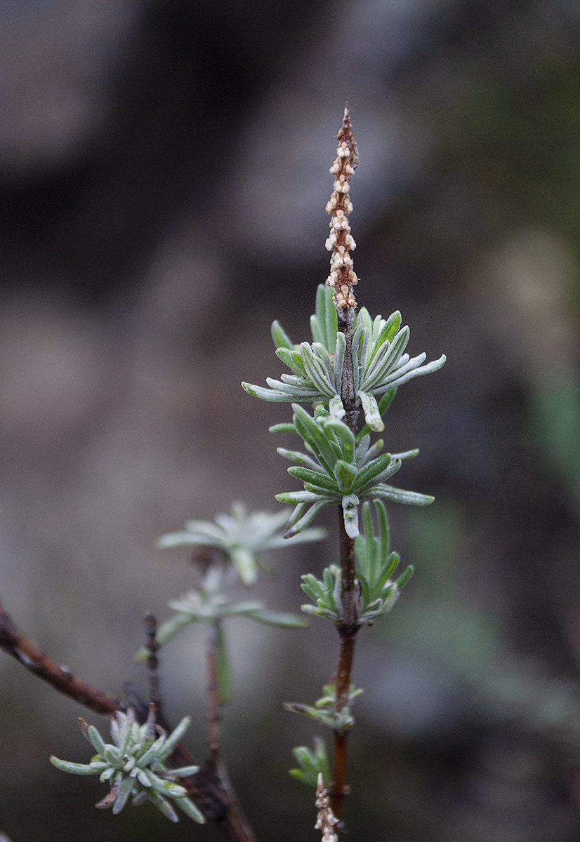 Изображение особи Lavandula stoechas.