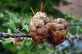 Larix sibirica