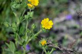 Potentilla