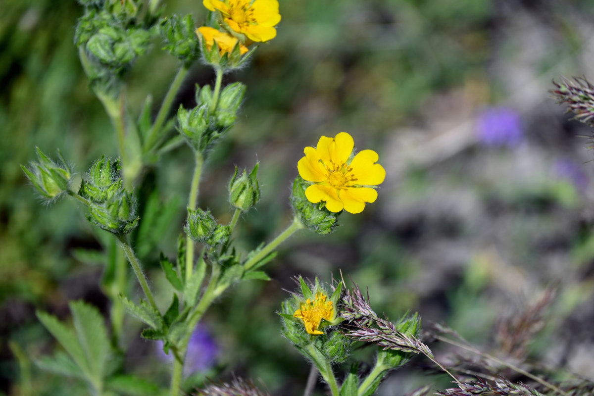 Изображение особи род Potentilla.