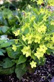 Nicotiana alata. Цветущие растения. Санкт-Петербург, Приморский р-н, окр. пересечения просп. Испытателей и ул. Маршала Новикова, в культуре. 09.08.2022.