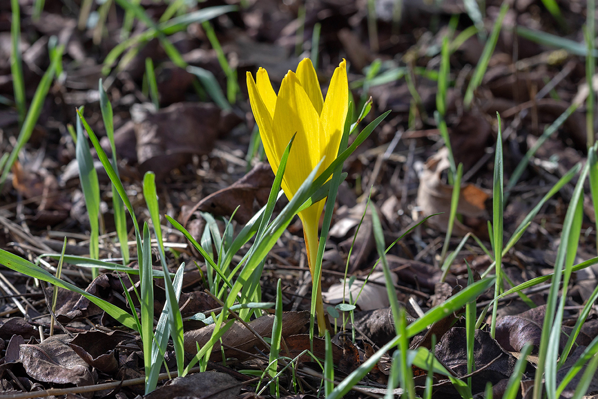 Image of Sternbergia clusiana specimen.