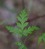 Geranium robertianum