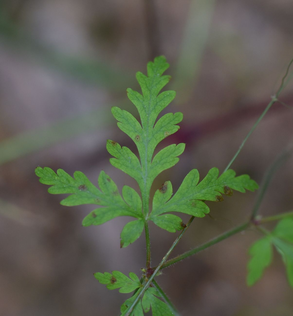 Image of Geranium robertianum specimen.