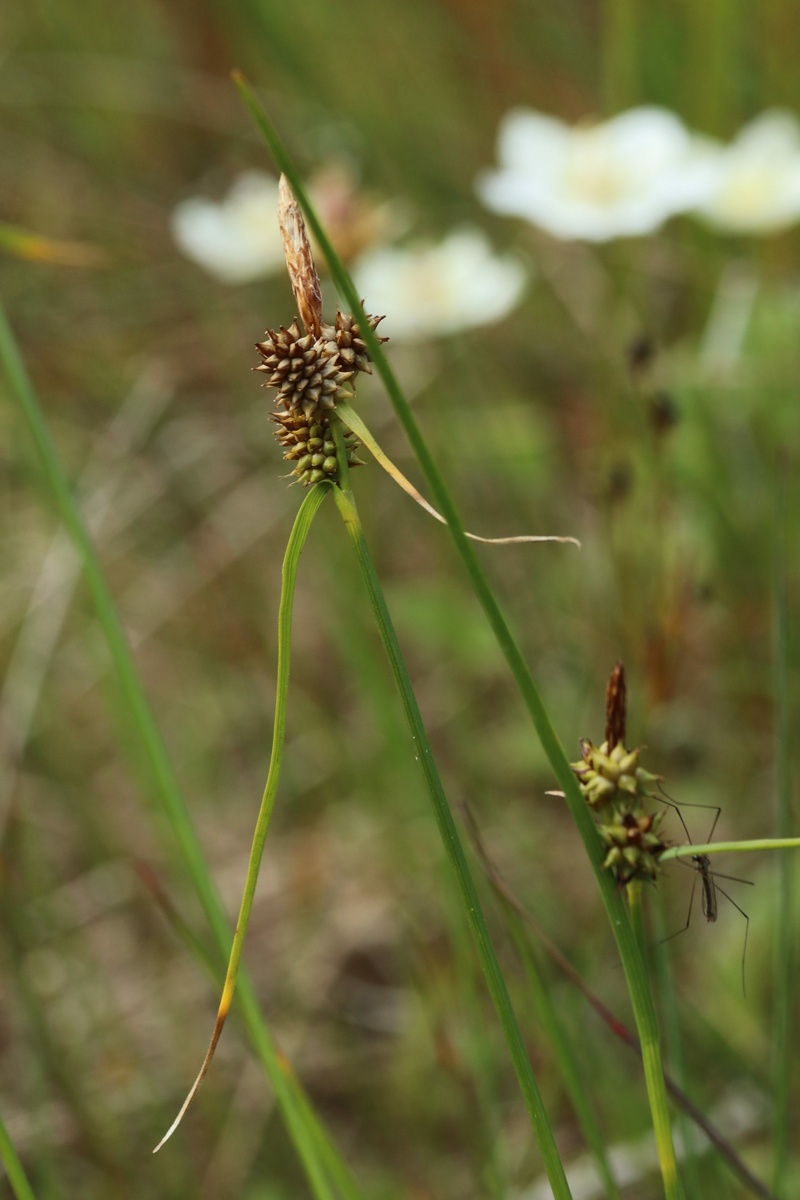 Изображение особи Carex scandinavica.