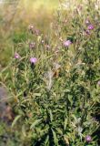 Epilobium hirsutum