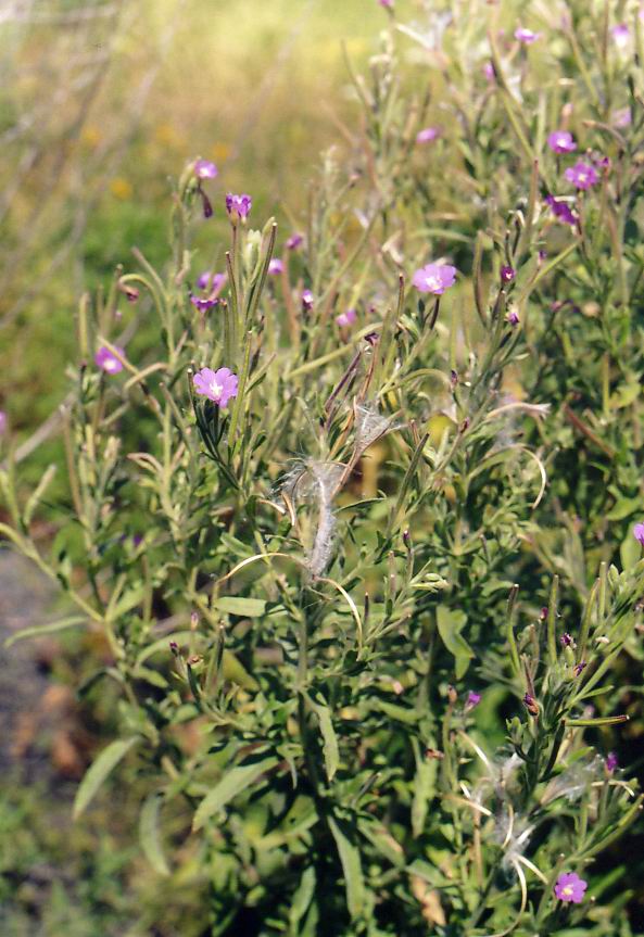 Изображение особи Epilobium hirsutum.