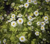 Pyrethrum parthenium